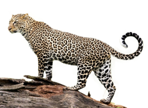 Jaguar PNG-20752